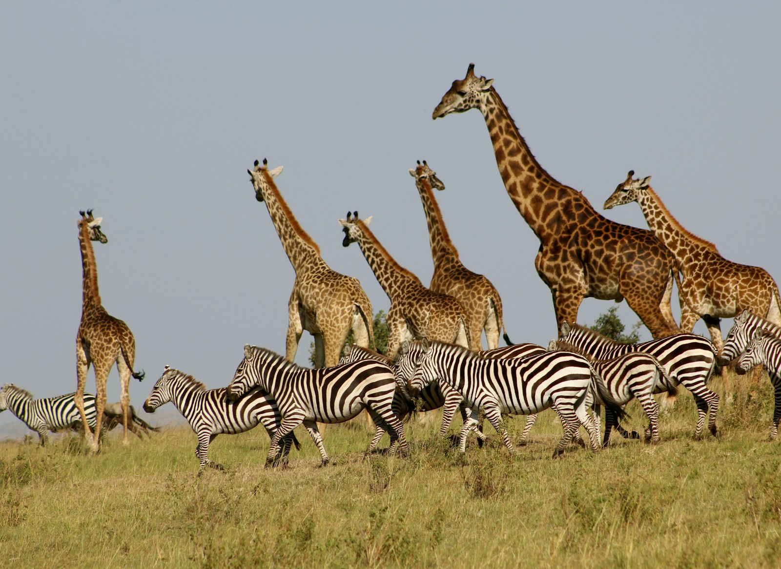 Golden-hour wildlife photography